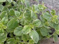 Origanum Country Cream